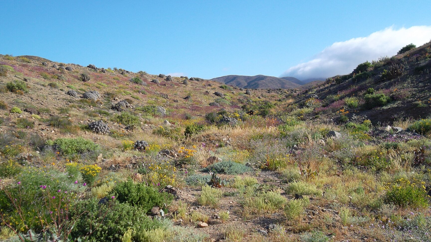 Atacama en flor — Desierto Florido